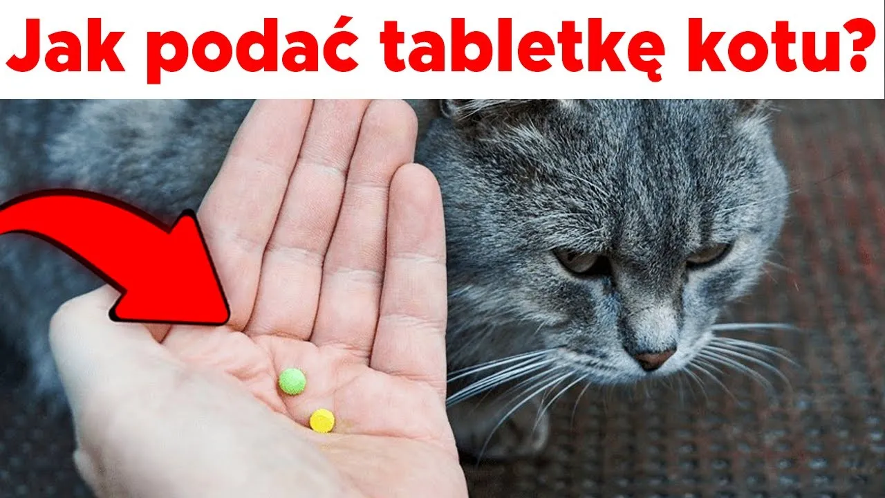 Zdjęcie Jak podać kotu tabletkę na odrobaczanie bez stresu i problemów