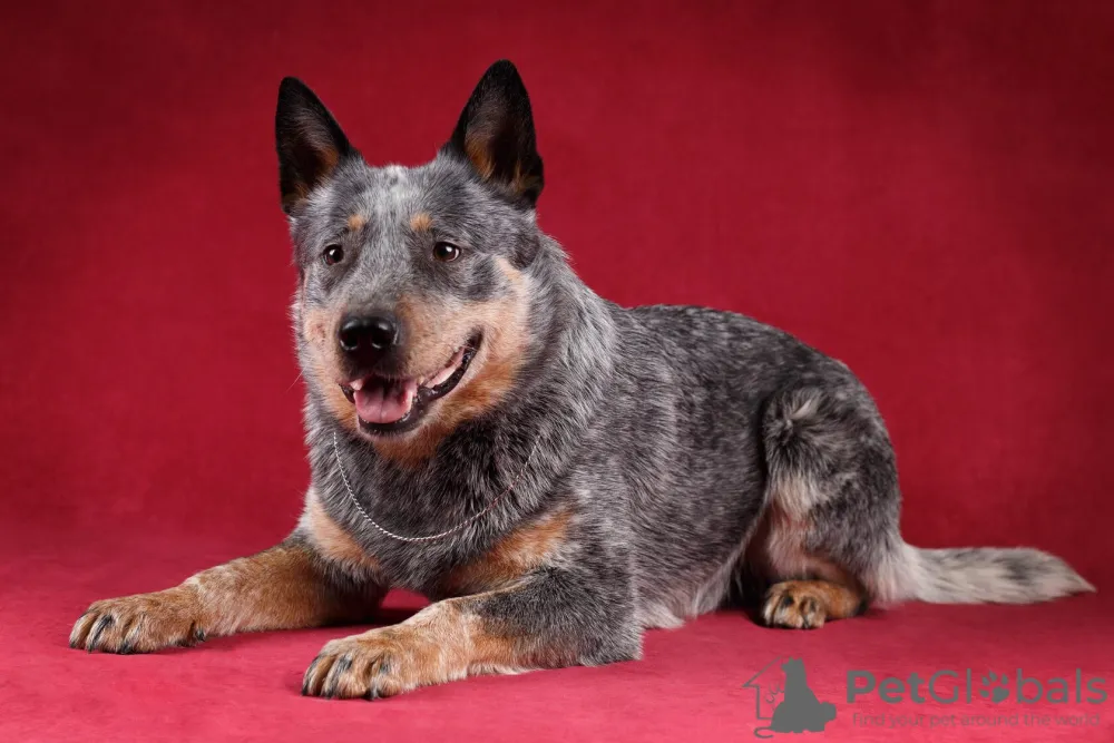 Zdjęcie Gdzie i w jakiej cenie kupić Australian Cattle Dog? Poradnik dla przyszłych właścicieli