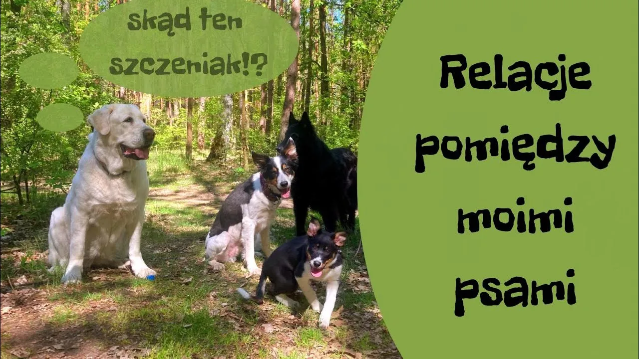 Zdjęcie Jak przewieźć szczeniaka do domu bez stresu i zagrożeń dla zdrowia