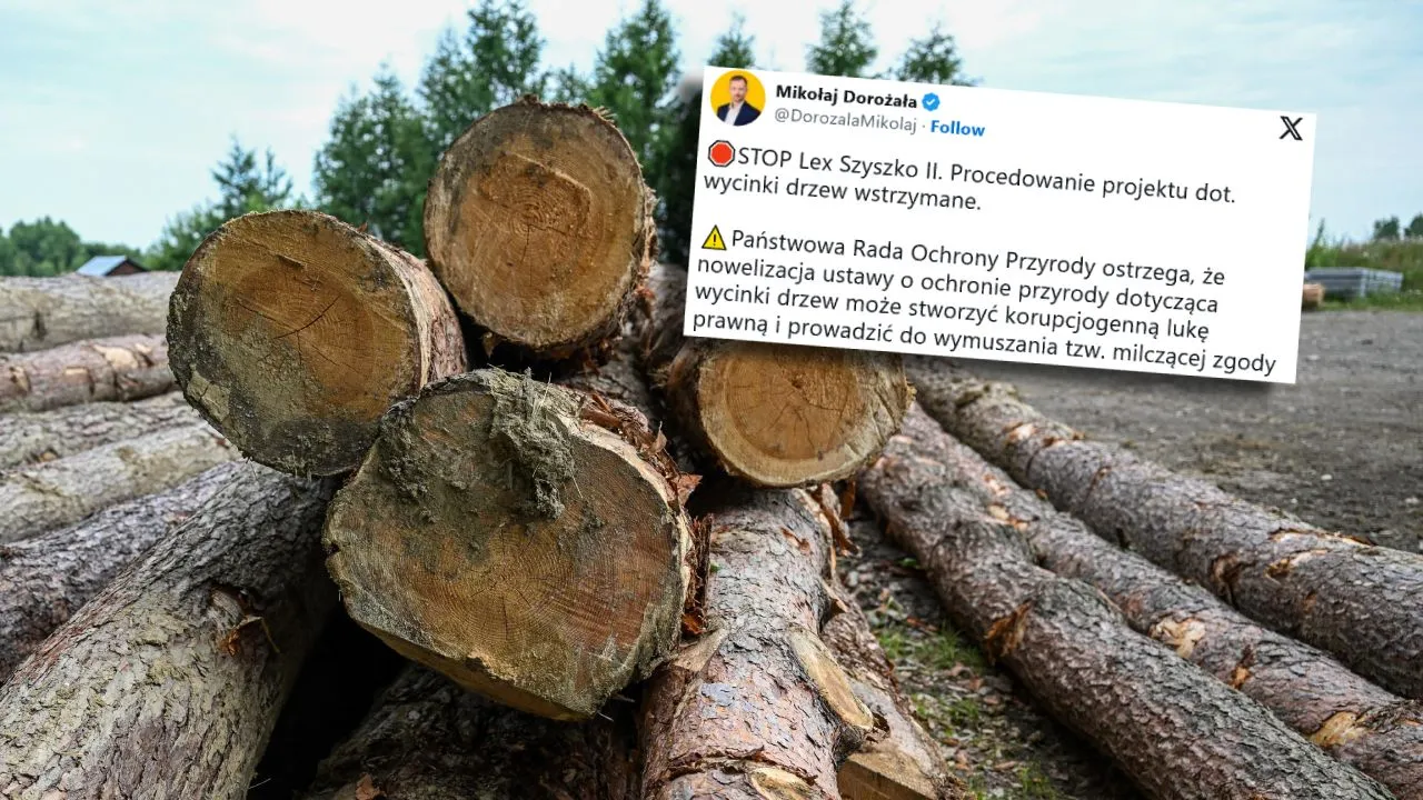Zdjęcie Kiedy zmiana ustawy o wycince drzew - co musisz wiedzieć, aby nie stracić?