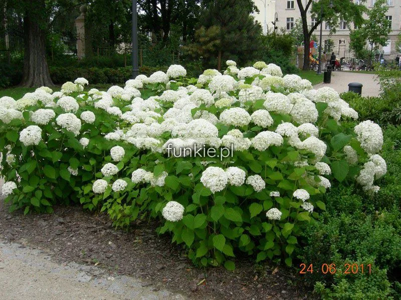 Zdjęcie Hortensja annabelle ogrodowa czy bukietowa - która lepiej rośnie w ogrodzie?