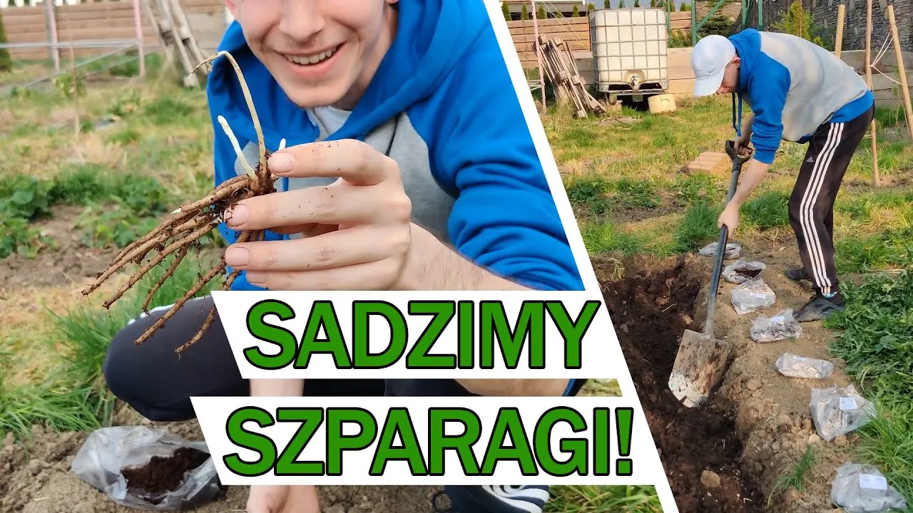 Zdjęcie Jak uprawiać szparagi - unikaj najczęstszych błędów w ogrodzie