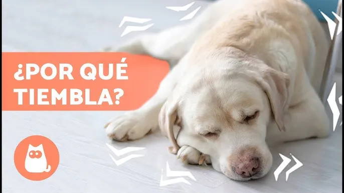 Zdjęcie Espasmos en perros que se caen: causas y soluciones efectivas