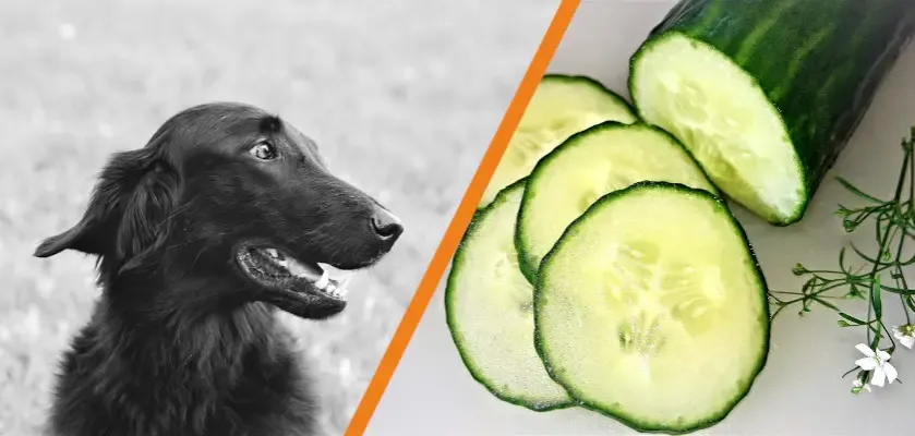 Zdjęcie Czy pies może jeść ogórki gruntowe? Bezpieczne przysmaki dla psa