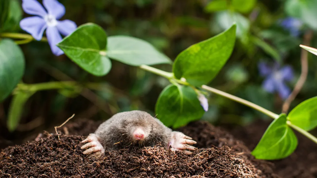 Zdjęcie Ile kretów może być na działce? Sprawdź, co wpływa na ich liczbę