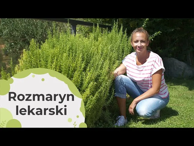 Zdjęcie Czy rozmaryn zimuje w gruncie? Ochrona przed mrozem w Polsce