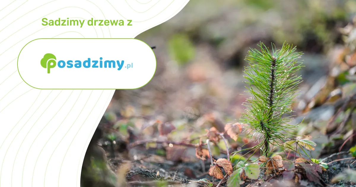 Zdjęcie Royal Catering - co to za firma i jakie usługi oferuje?