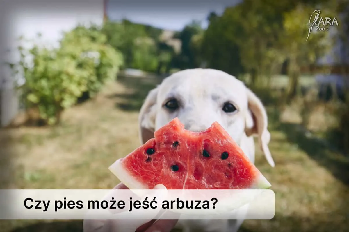 Zdjęcie Czy pies może jeść skórkę od arbuza? Sprawdź, co musisz wiedzieć
