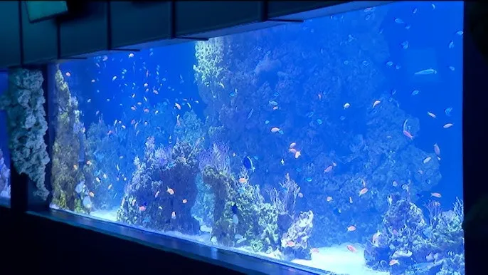 Zdjęcie Oceanarium Opole: Odkryj fascynujący Wodny Świat i jego atrakcje