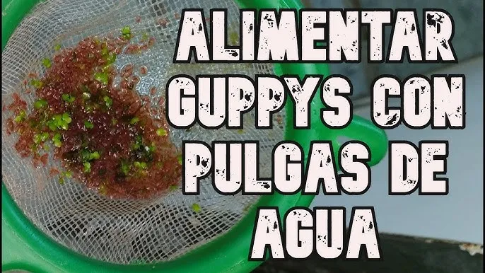 Zdjęcie Pulgas comida: beneficios de la pulga de agua y recetas deliciosas