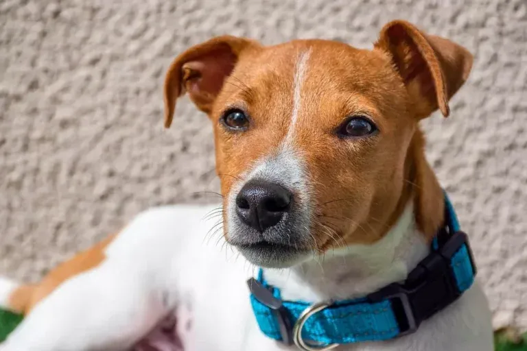 Zdjęcie Jak wytresować jack russell terrier, aby uniknąć problemów behawioralnych
