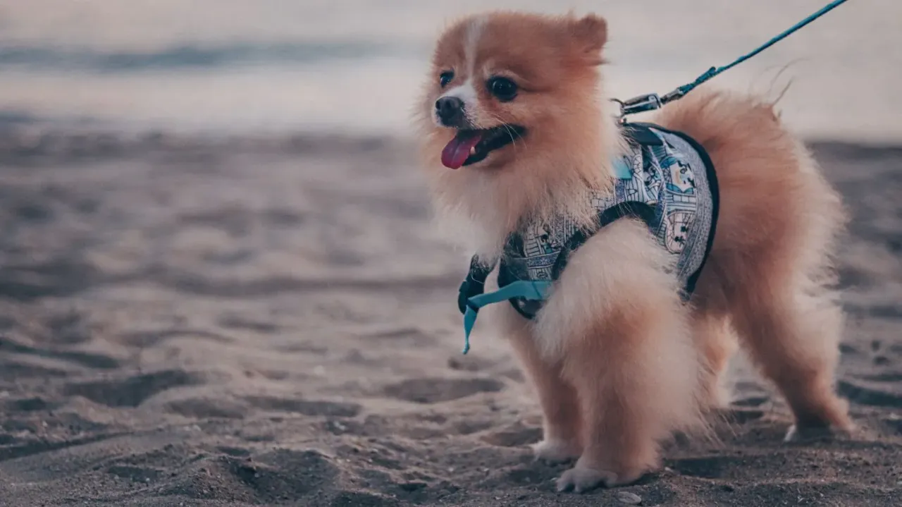 Zdjęcie Ile powinien jeść szczeniak pomeranian? Kluczowe informacje o diecie.