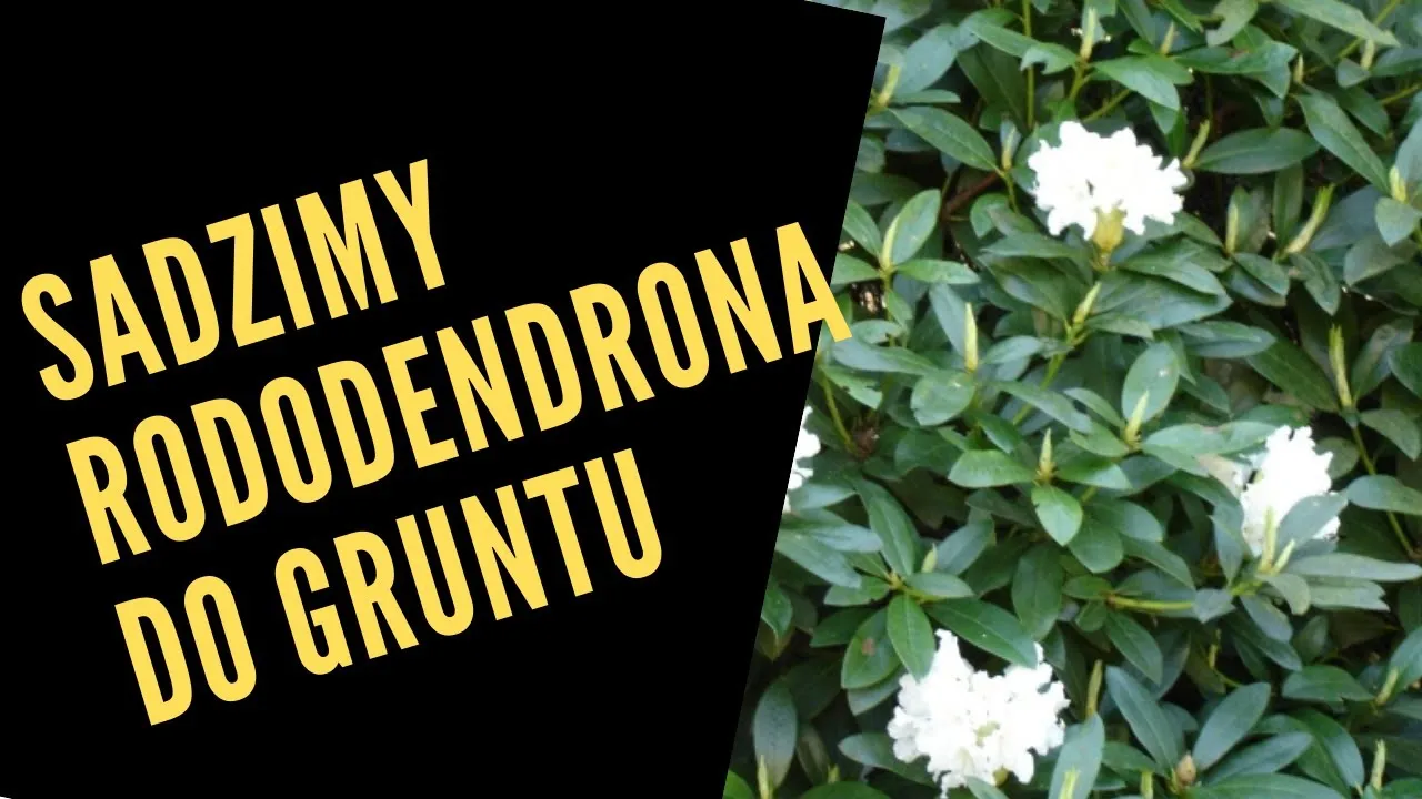 Zdjęcie Jak sadzić rododendrony zielone, aby uniknąć błędów i cieszyć się pięknem