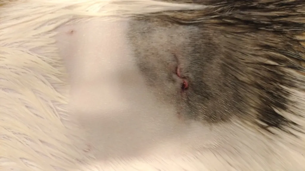 Zdjęcie Czy kotka po sterylizacji ma cieczkę? Zaskakujące fakty i objawy