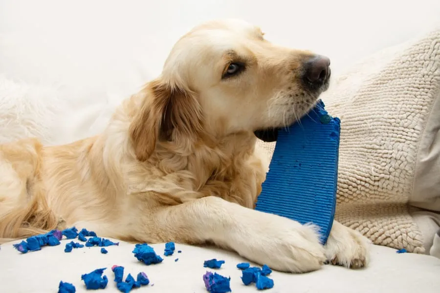 Zdjęcie Czy golden retriever gryzie? Oto co musisz wiedzieć o ich zachowaniu