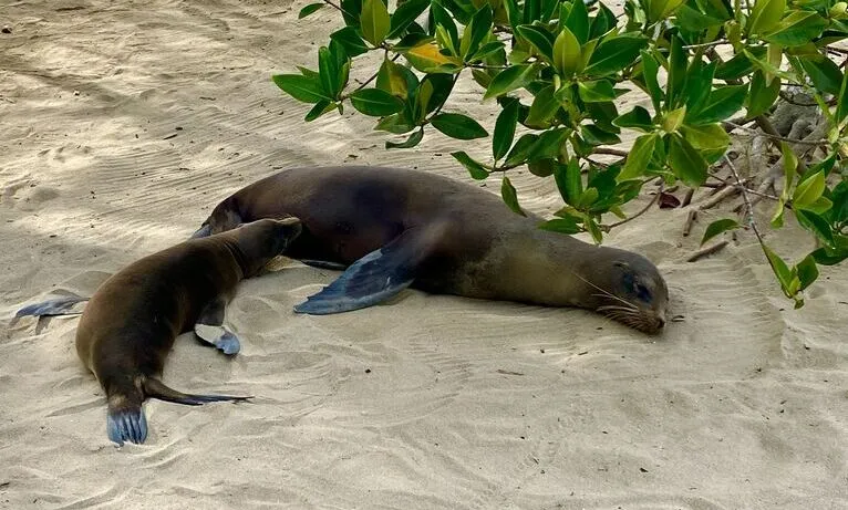 Zdjęcie Do kogo należą wyspy Galapagos? Odkryj ich fascynującą historię