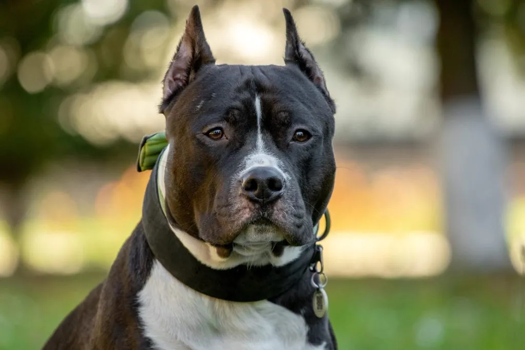 Zdjęcie Amstaff ma sierść czy włosy? Poznaj tajemnice ich pielęgnacji