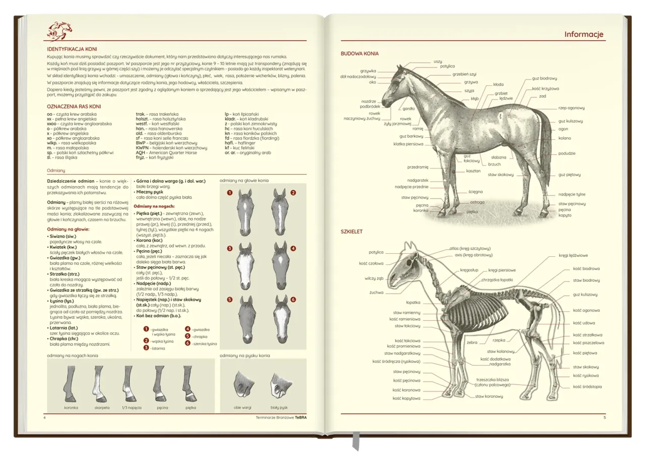 Zdjęcie Atlas jeździectwa – odkryj pasję do jeździectwa i niezbędne informacje
