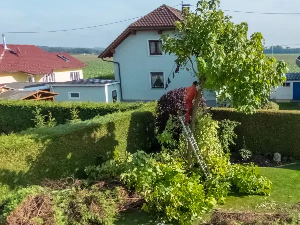 Zdjęcie Jak wysokie drzewa przy granicy działki? Zasady, które warto znać