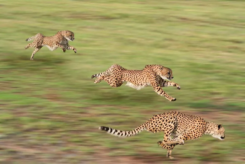 Zdjęcie Jak szybko biega gepard? Zaskakujące fakty o jego prędkości
