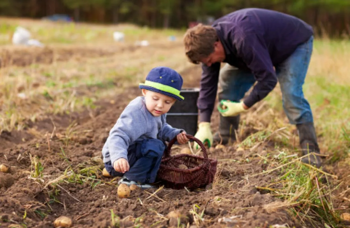 Zdjęcie KRUS a staż pracy: czy lata na roli liczą się do urlopu i emerytury?