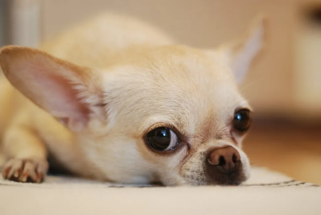 Zdjęcie Jak wytresować chihuahua w 6 prostych krokach - skuteczne metody szkolenia