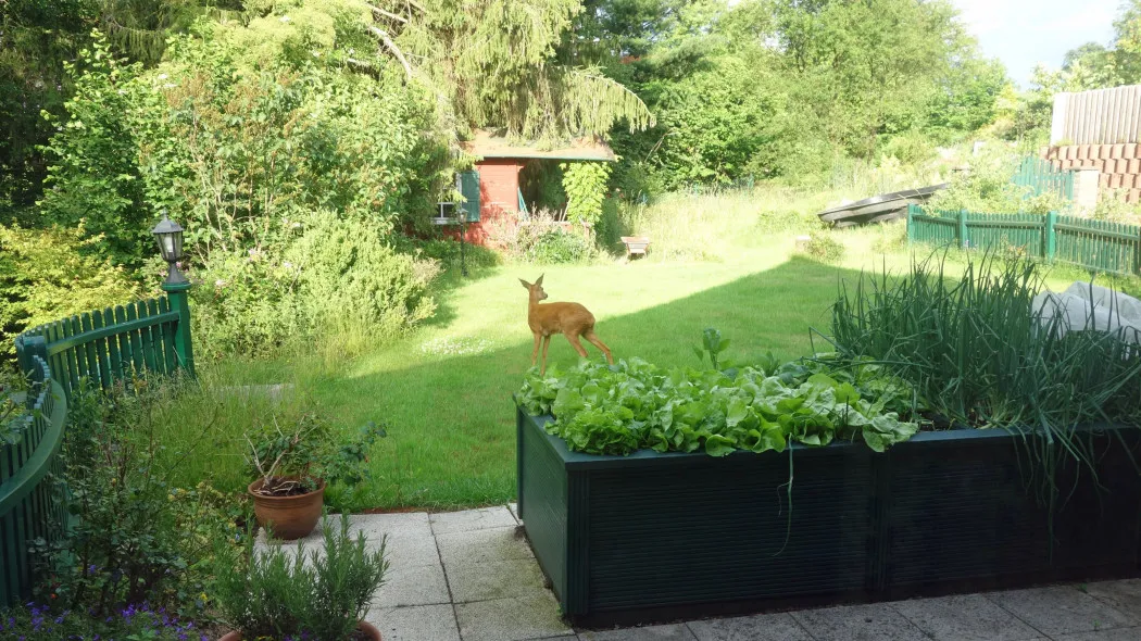 Zdjęcie Płot na sarny: jaka wysokość? Sprawdź, jak skutecznie chronić ogród