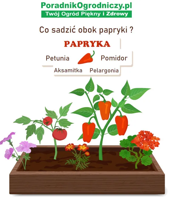 Zdjęcie Czy można sadzić pomidory z papryką? Odkryj zalety i pułapki uprawy