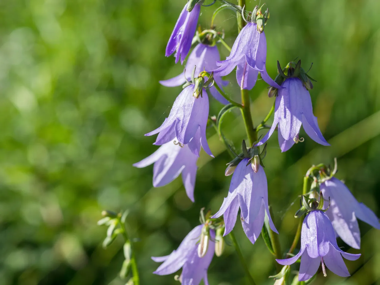 Zdjęcie Campanula dzwoneczki doniczkowe - piękne fioletowe kwiaty do ogrodu