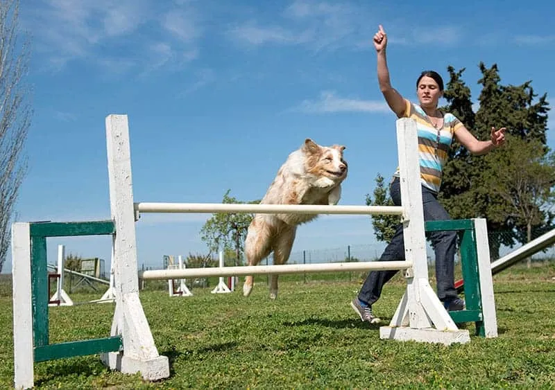 Zdjęcie Jak wytresować border collie, by uniknąć frustracji i problemów