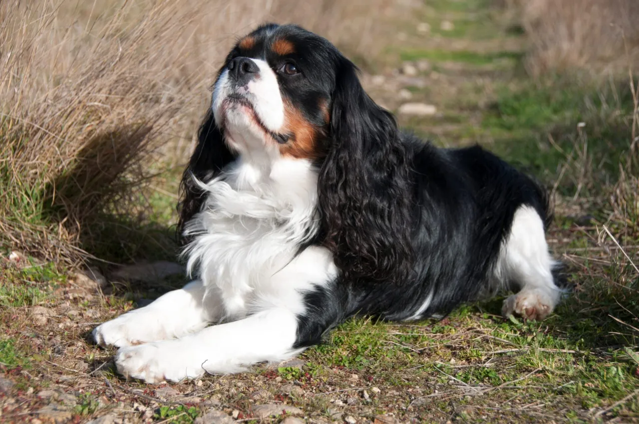 Zdjęcie Pies cavalier king charles spaniel czarny podpalany - cechy i charakterystyka