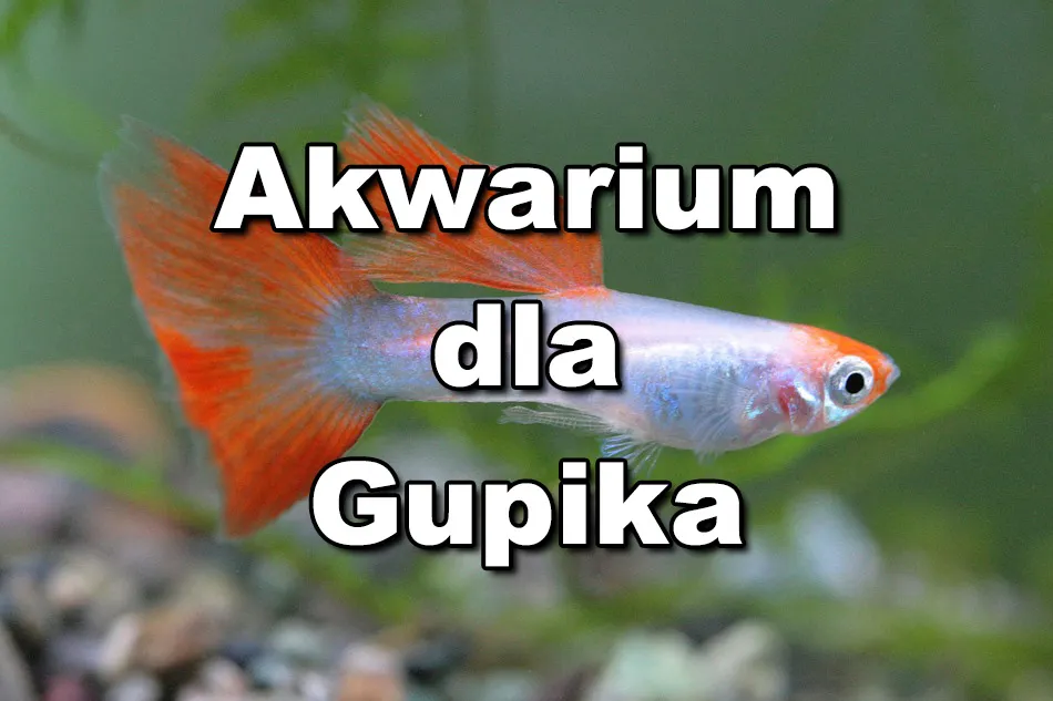 Zdjęcie Ile gupików w akwarium? Sprawdź, ile ryb zmieści się bezpiecznie