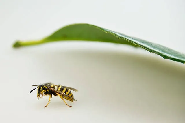 Zdjęcie Skuteczne leki na ukąszenie osy, które przyniosą ulgę w bólu
