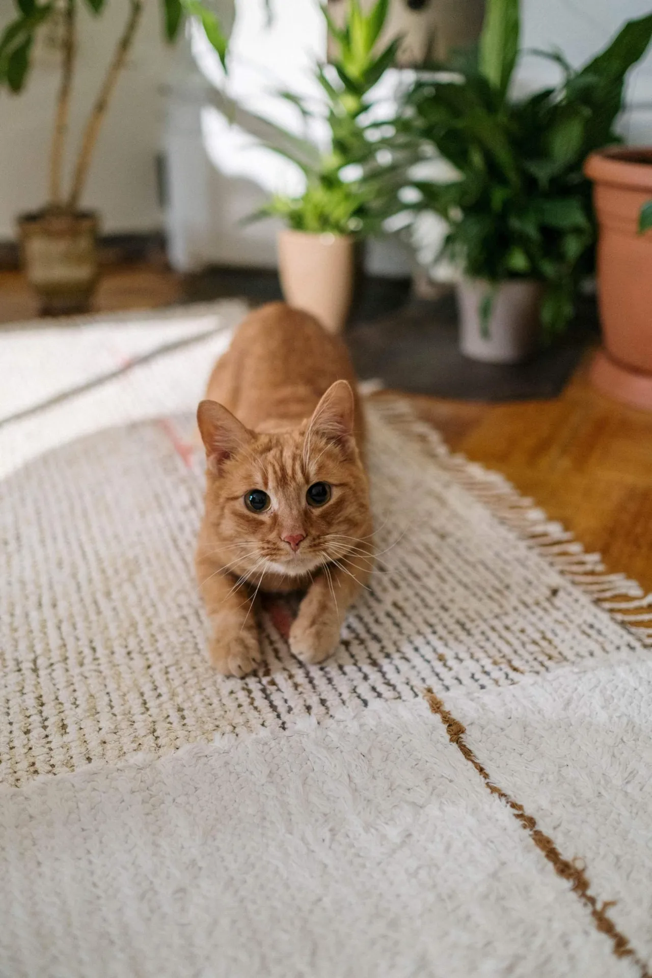 Zdjęcie Wie viel Zitzen hat eine Katze? Überraschende Fakten zur Katzenanatomie