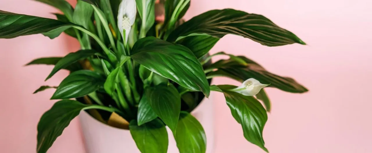 Zdjęcie Czy skrzydłokwiat może być w sypialni? Sprawdź jego zalety i zagrożenia