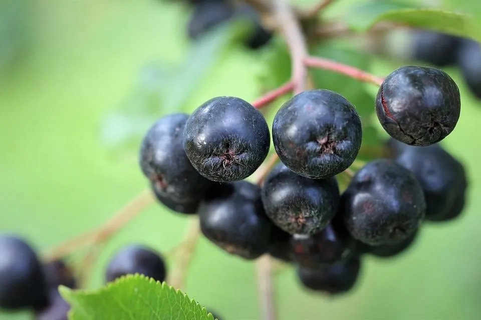 Zdjęcie Jak kwitnie aronia? Poznaj piękne kwiaty i ich cykl rozwoju