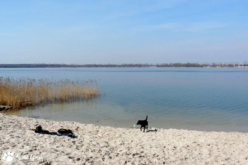 Zdjęcie Najlepsze miejsca gdzie z psem nad wodę na Dolnym Śląsku: 8 bezpiecznych plaż