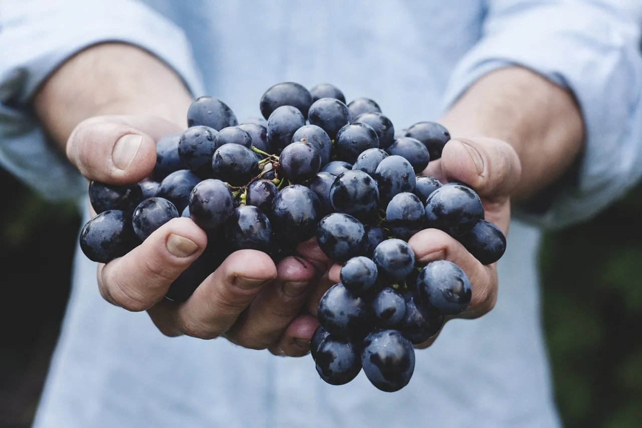 Zdjęcie Kaloryczność 1 kg winogron: zaskakująca prawda o wartościach odżywczych
