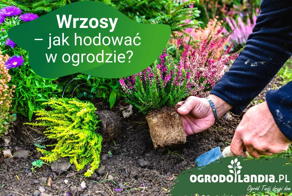 Zdjęcie Jak sadzić wrzosy w ogrodzie: 7 kluczowych wskazówek dla sukcesu