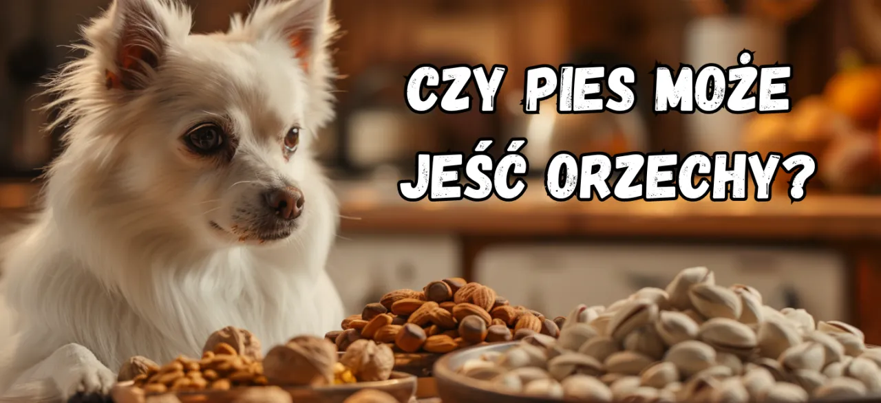 Zdjęcie Czy pies może jeść orzechy laskowe? Zagrożenia i bezpieczne alternatywy dla psa