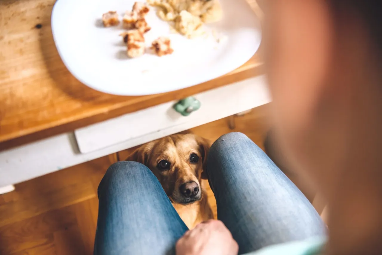 Zdjęcie Czy pies może jeść ciasto drożdżowe? To śmiertelne zagrożenie dla pupila