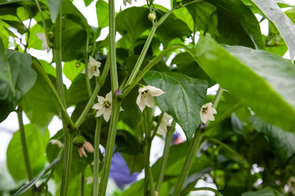 Zdjęcie Kwitnienie papryki: warunki, problemy i triki na obfite plony