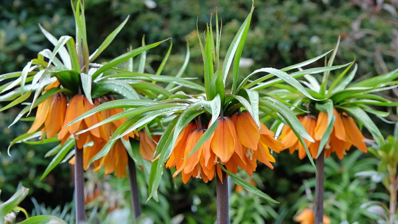 Zdjęcie Jak zmieniła się szata roślinna - zaskakujące zmiany i ich skutki