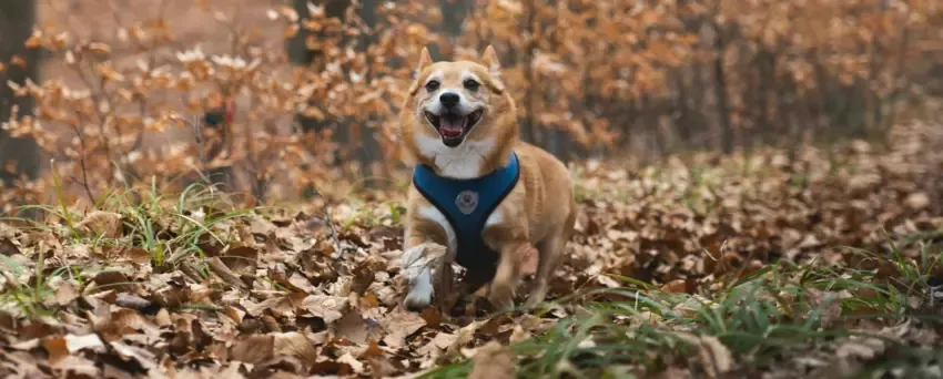 Zdjęcie Witamina D3 dla psa jaka dawka? Sprawdź, aby uniknąć problemów zdrowotnych