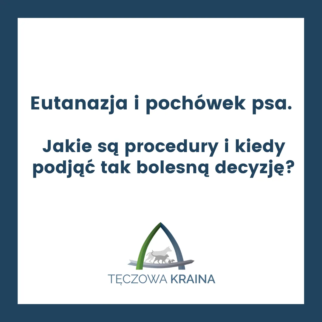 Zdjęcie Uśpienie psa w jakich przypadkach: trudne decyzje i ich konsekwencje