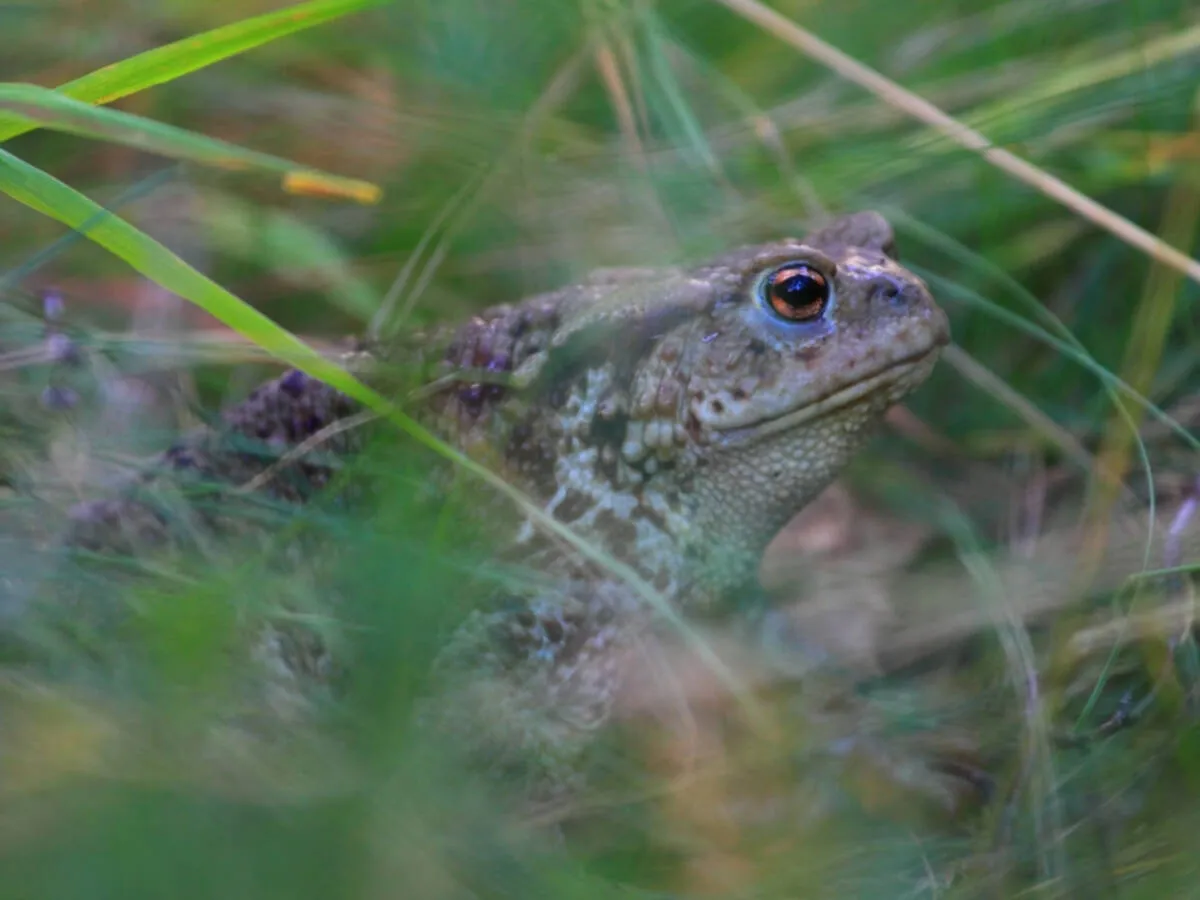 Zdjęcie Czy jad ropuchy jest trujący dla psa? Objawy i zagrożenia dla zdrowia