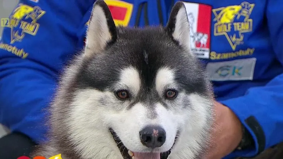 Zdjęcie Jak odróżnić husky od malamuta - kluczowe różnice, które musisz znać