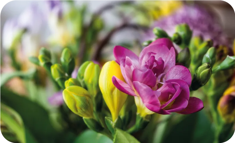 Zdjęcie Frezje nie zimują w gruncie - poznaj zasady bezpiecznego przechowywania