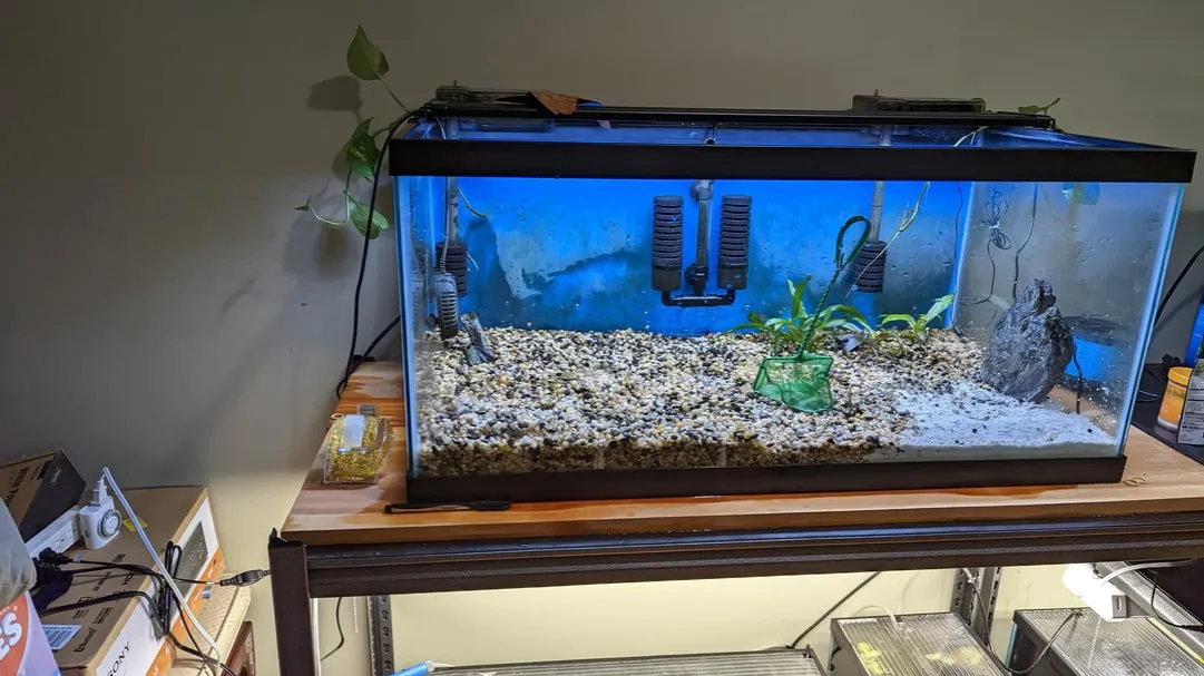 Zdjęcie Jak odmulić dno akwarium i uniknąć problemów z jakością wody