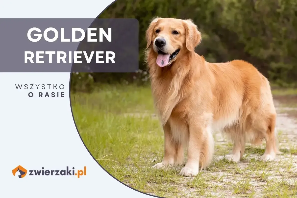 Zdjęcie Beagle czy golden retriever - który pies będzie lepszym towarzyszem?